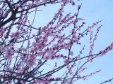 梅の花