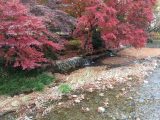 紅葉と川