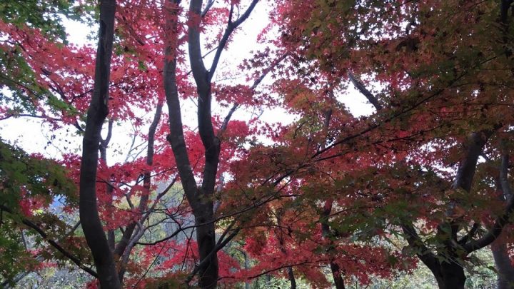ツーリングの旅-栃木・日塩もみじライン編-